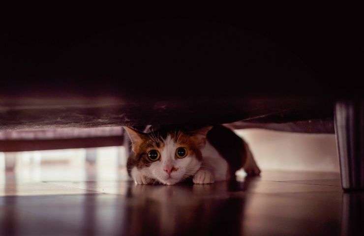 Gatto nascosto