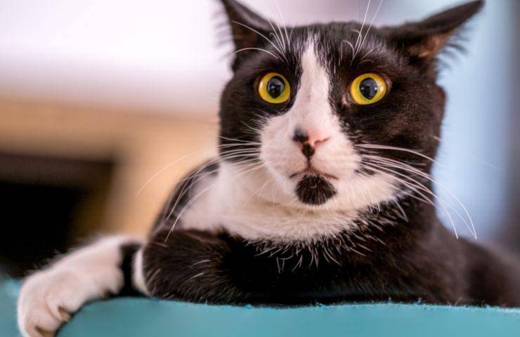 Gatto spaventato da qualcosa