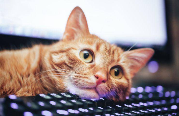 Gatto sulla tastiera 