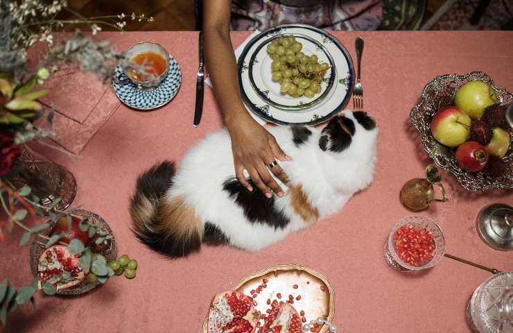 Gatto sul tavolo 