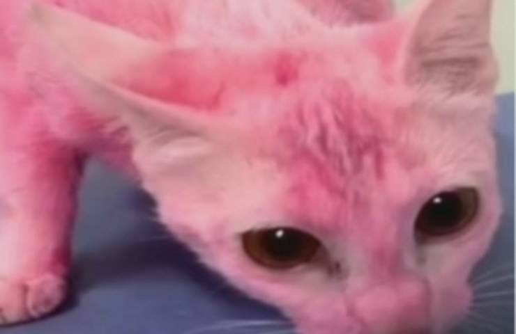 Assurdo: porta il gatto dal toilettatore e glielo restituiscono dipinto di rosa