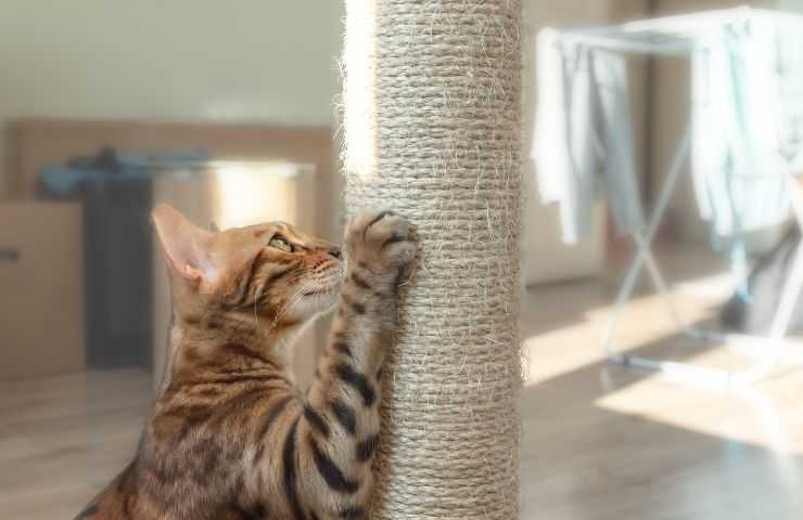 Gatto usa il tiragraffi