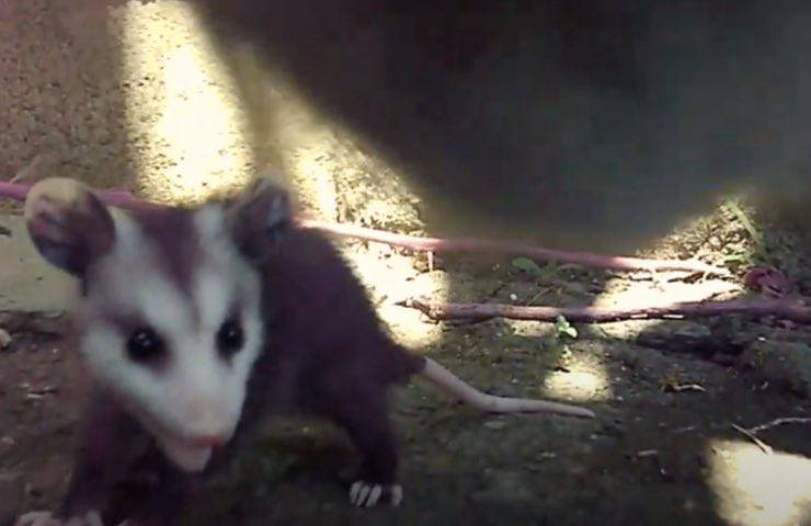 gatto incontro piccolo opossum 