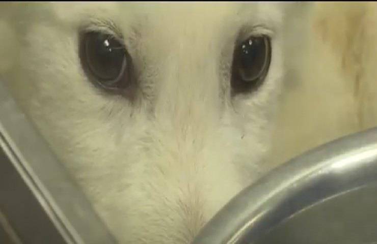 Lancia due cuccioli in fin di vita oltre il recinto