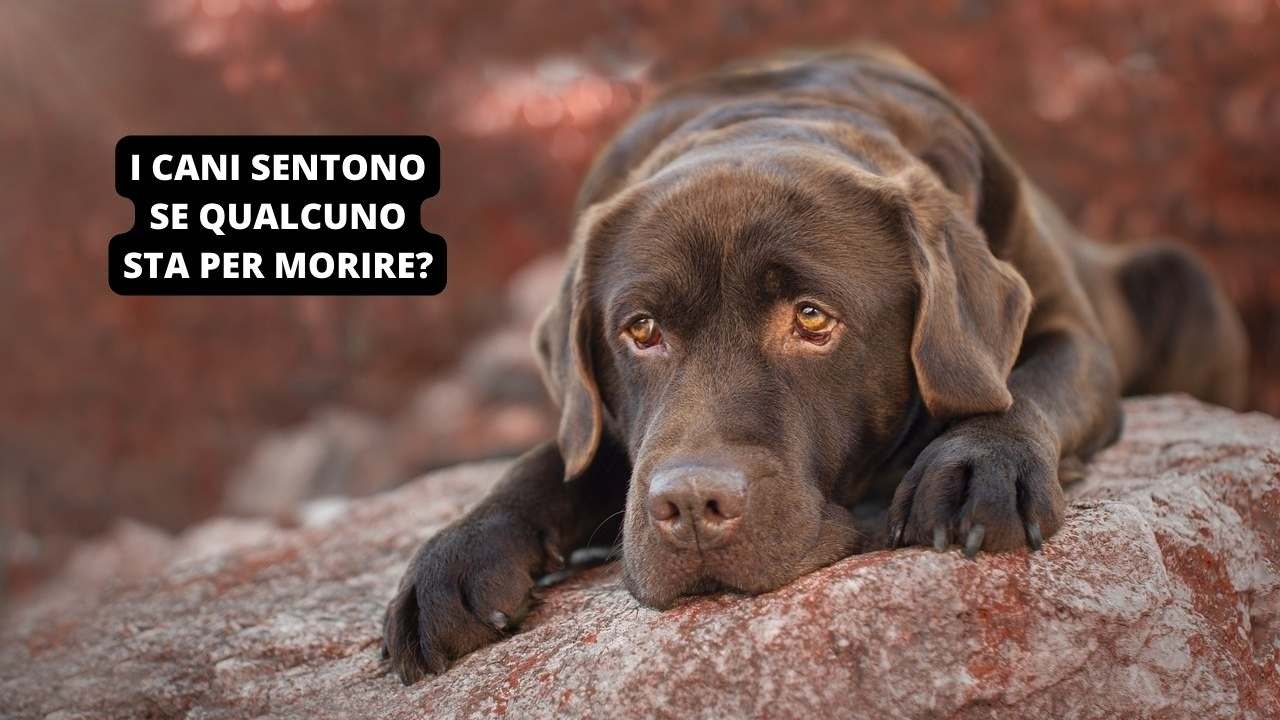 I cani sentono se qualcuno sta per morire la spiegazione scientifica