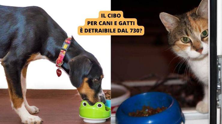 cane e gatto con cibo