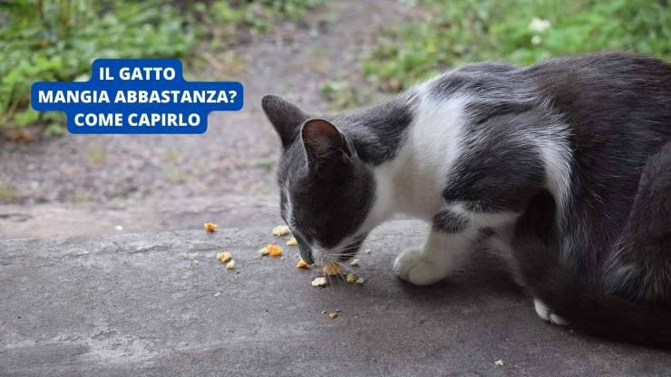 gatto mangia 