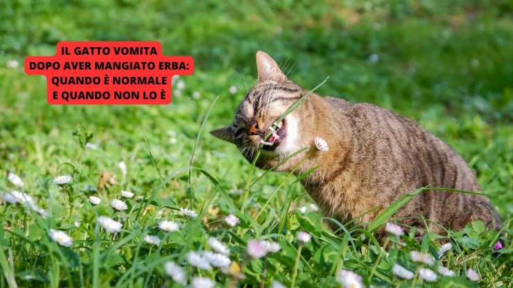 gatto mangia erba 