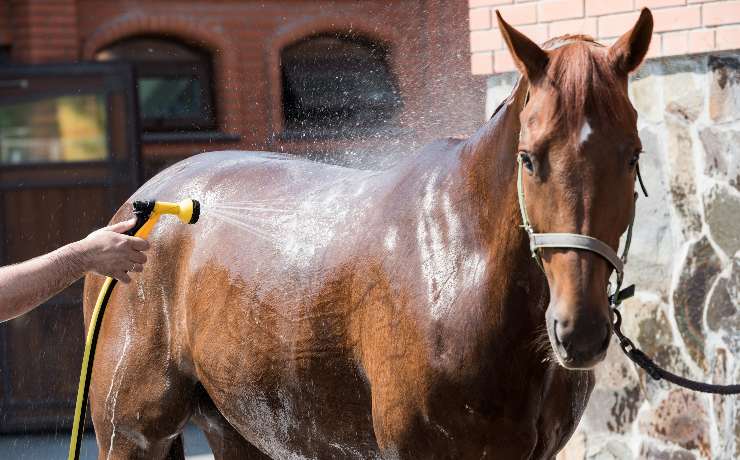 lavaggio del cavallo