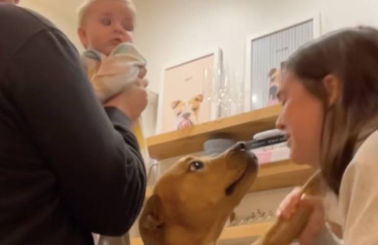 cane pitbull guarda bebè 