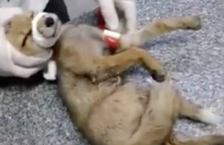 cucciolo animale ferito maltrattato 