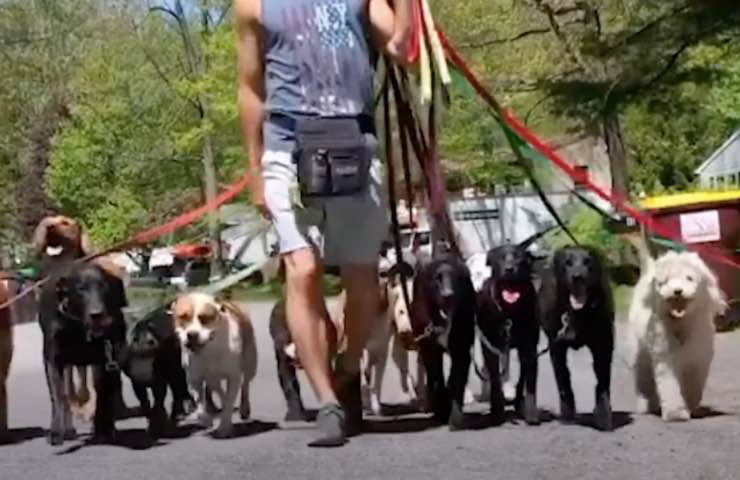 cani passeggiata insieme squadra 