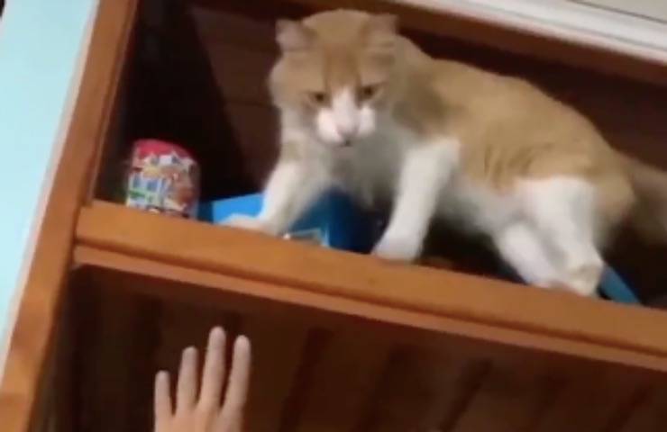 gatto chiede aiuto mamma 