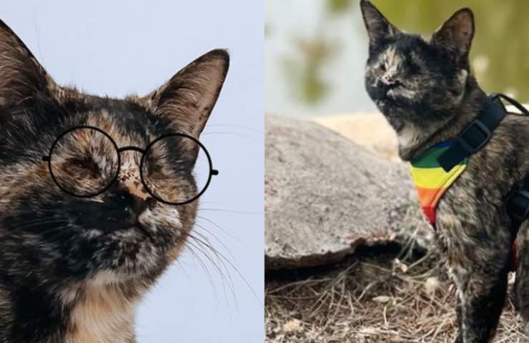 gatto cieco indossa occhiali 