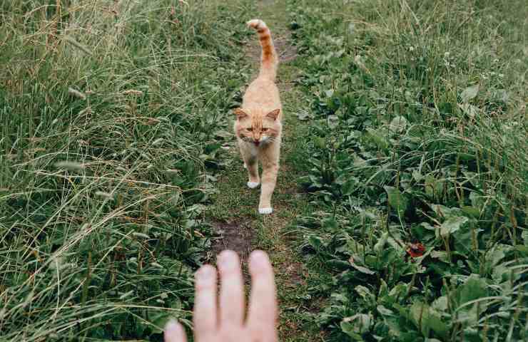 Il gatto si avvicina all'uomo