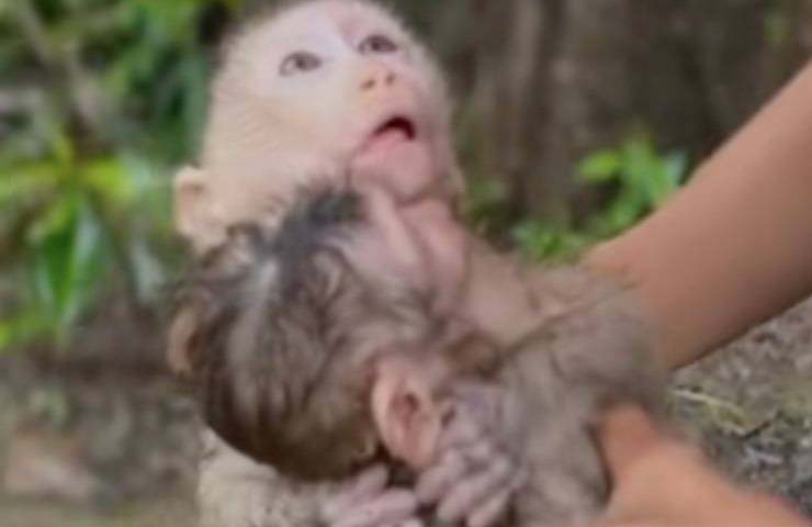 scimmia gesto aiuto rassicurante 