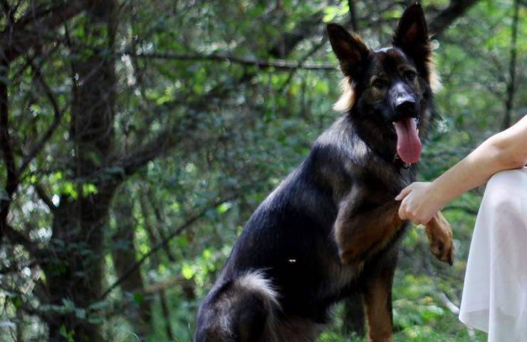 cane carla pastore tedesco 