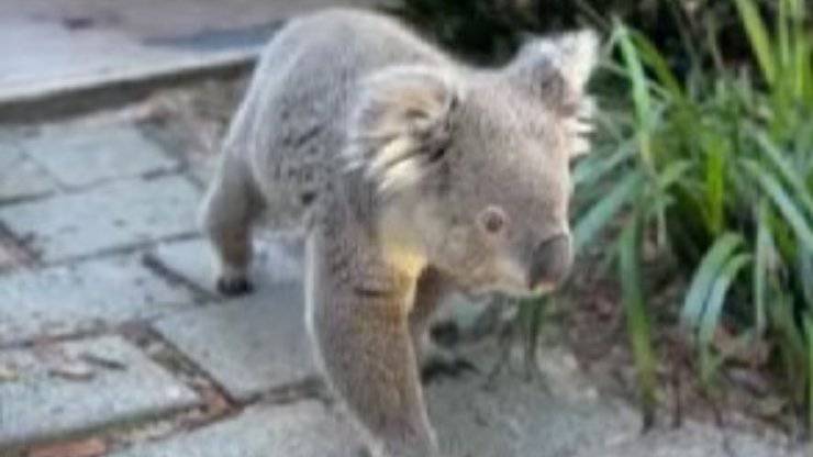 koala vuole le coccole