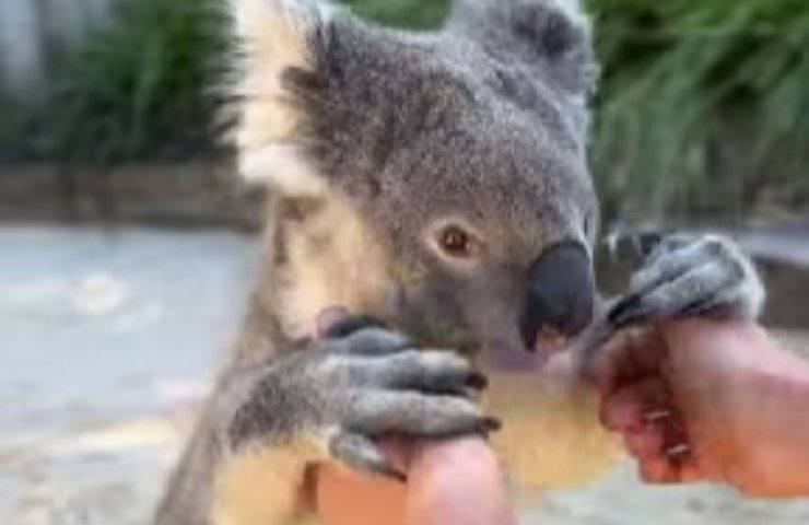 Koala chiede attenzioni