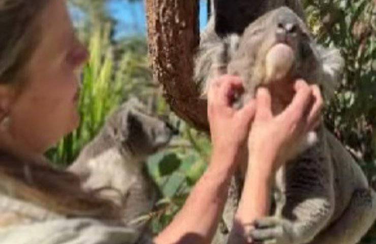 Koala vuole grattini