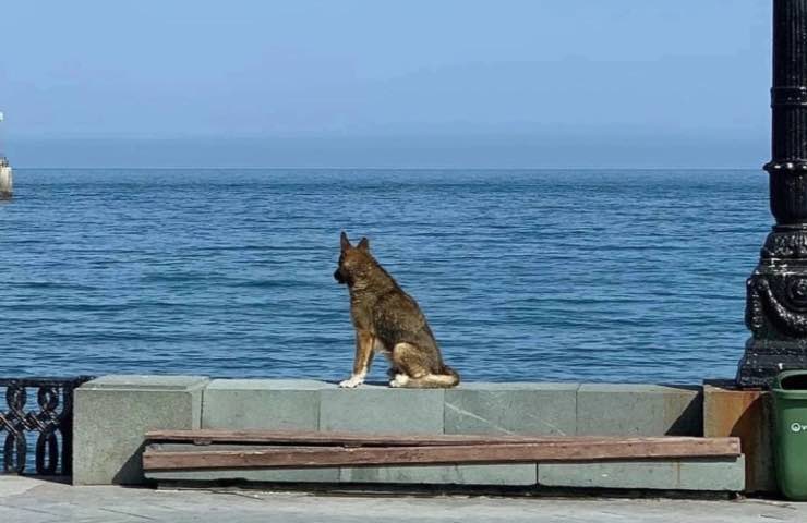 cane lungo periodo solitudine 