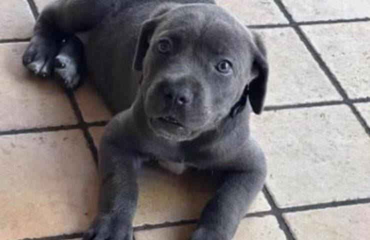 cagnolina corso cucciolo ricerca 