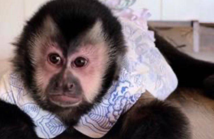 scimmietta imbronciata viziata vestita 