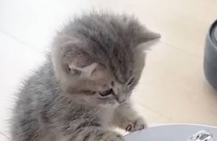 gattino gioca zampillo acqua 