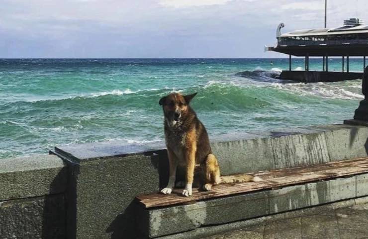 cane triste comparsa Crimea 