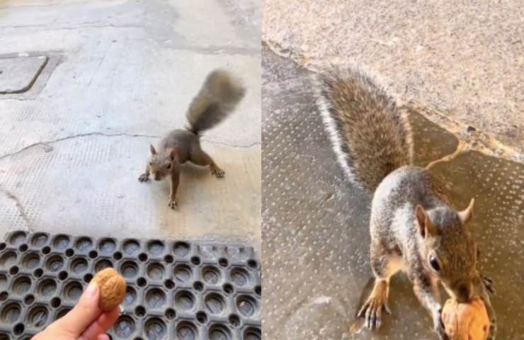 scoiattolo arrivo uscio casa