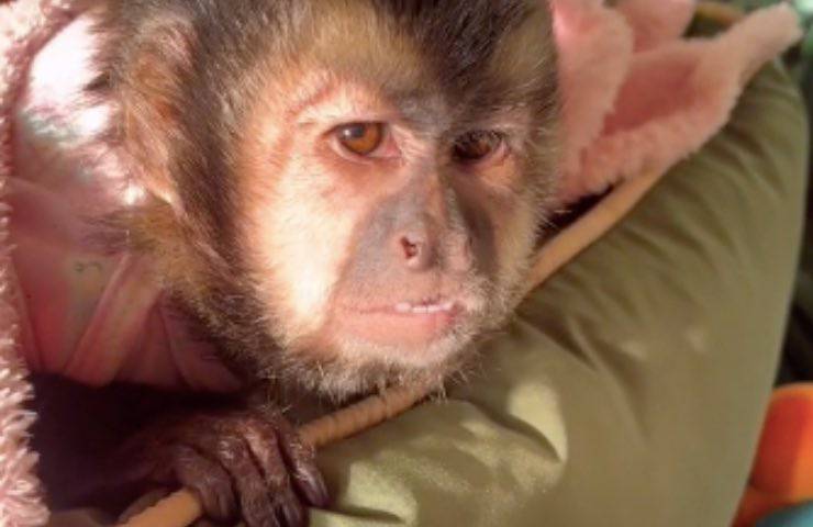 scimmietta assonnata riposino pomeridiano 