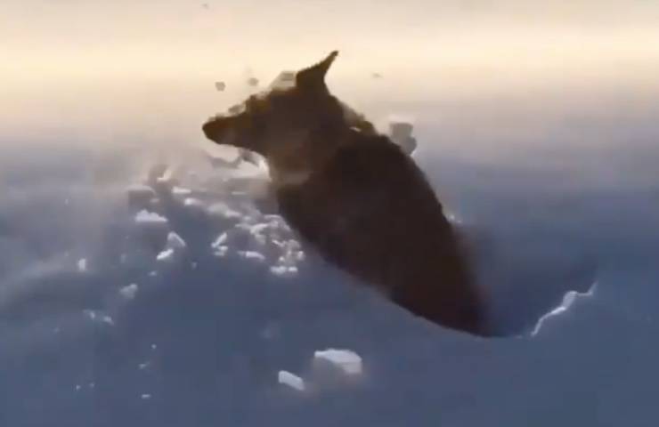 cane atterraggio neve soffice 
