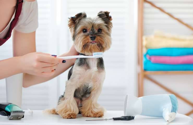 Lavare i denti al cane