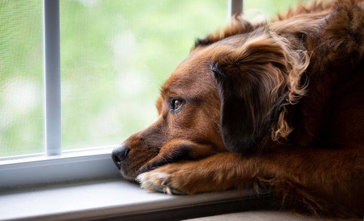 cane triste alla finestra
