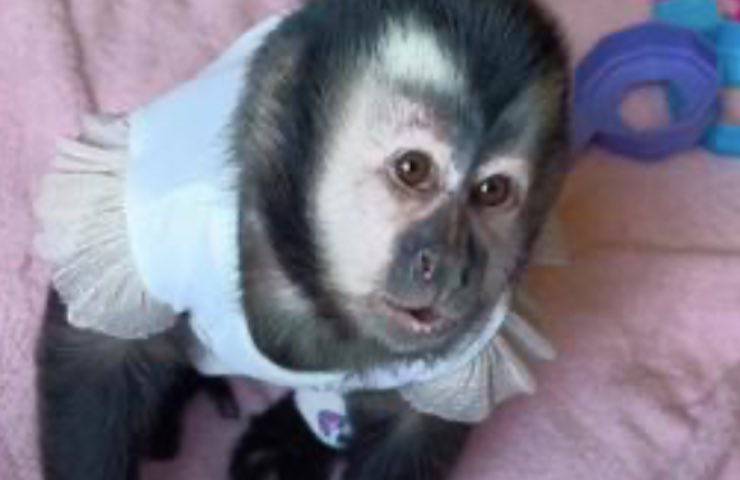 scimmietta educata piccolo macaco
