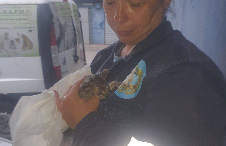 associazione salva gatto ustionato