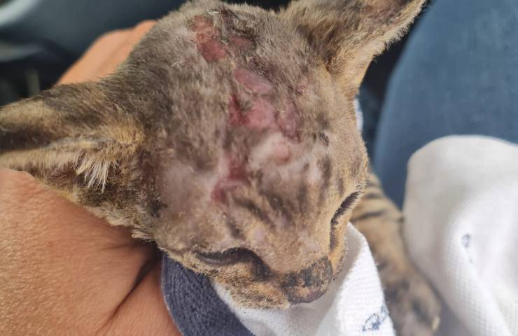 gattino ustionato napoli