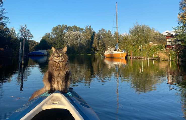 gatto sulla barca
