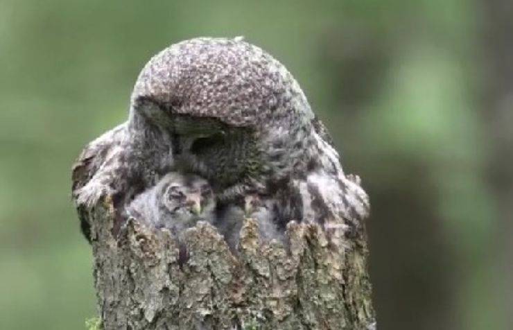 Mamma civetta coccola piccoli