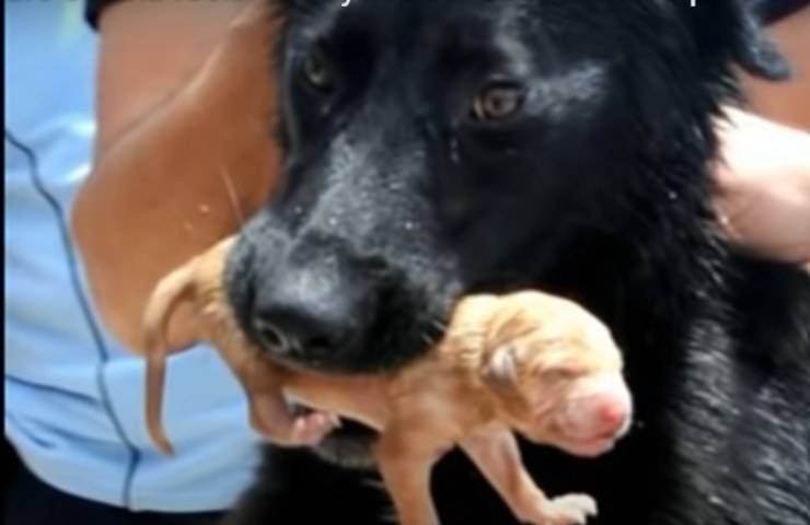 Atto eroico cagnolina aiuta i soccorritori