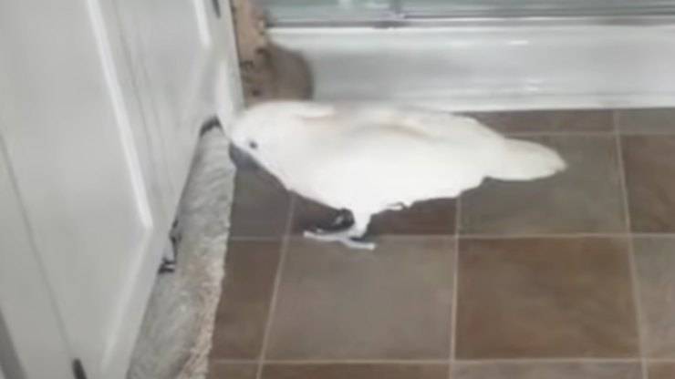 pappagallo si lamenta del gatto video