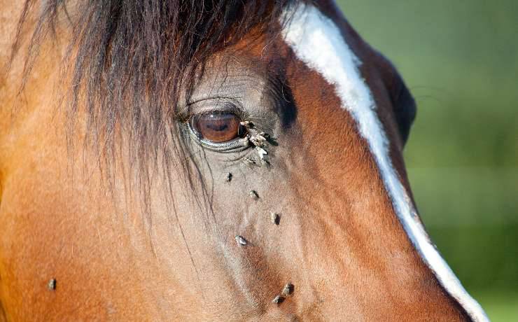 insetti sul cavallo