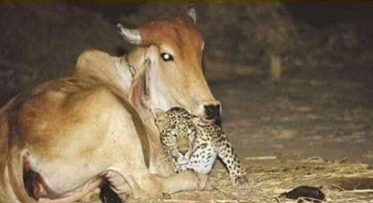 leopardo adottato da mucca