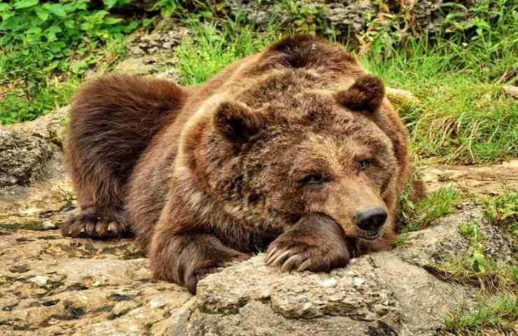 I preoccupanti nuovi comportamenti dell'orsa Gemma