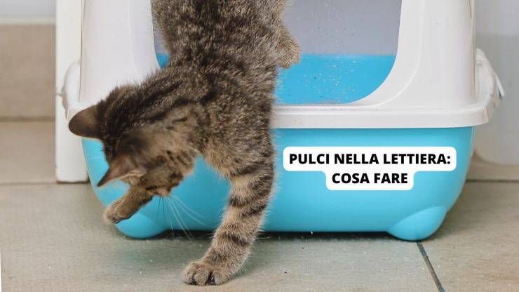 Gattino esce dalla lettiera 