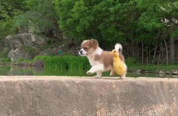 cane e anatroccolo amici