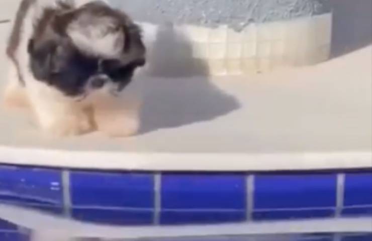 cagnolino shih tzu casa