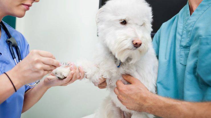 Cane dal veterinario