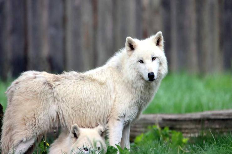 Le differenze tra il cane e il lupo