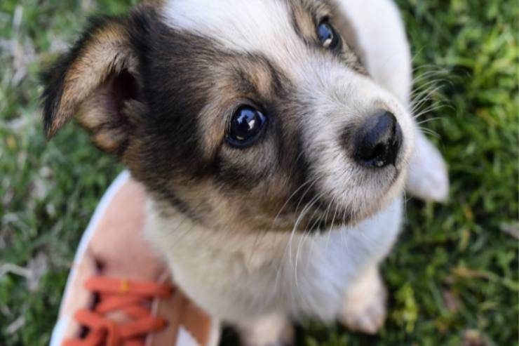 Fido cucciolo non vuole fare pipì quando uscite